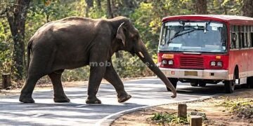 Uttara Kannada Elephant checkpoints everywhere!