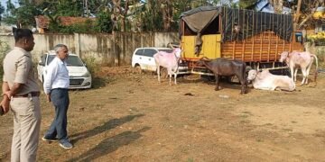 A cow-faced tiger escaped after being spotted by the police!