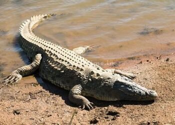 A crocodile that experts couldn't see!
