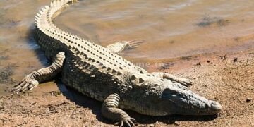 A crocodile that experts couldn't see!