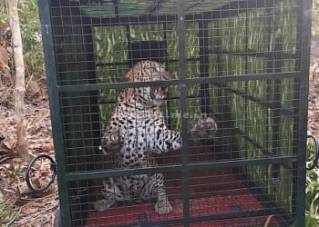 A leopard caught in a trap!