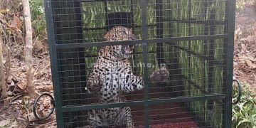 A leopard caught in a trap!