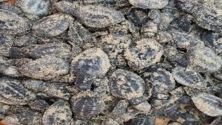 A sea turtle embarks on a world tour!