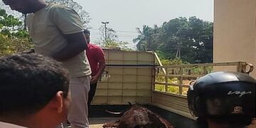 A sick cow is brought back to life