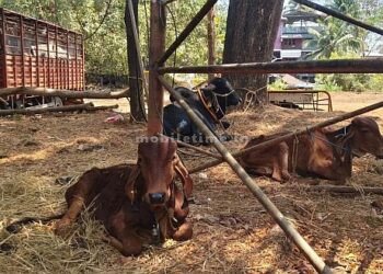 ಮುಂದುವರೆದ ಕಾರ್ಯಾಚರಣೆ: ಅಕ್ರಮ ಸಾಗಾಟದ ಗೋವುಗಳ ರಕ್ಷಣೆ!