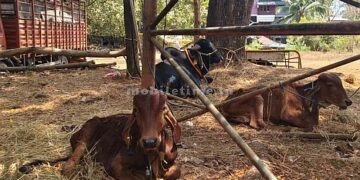 ಮುಂದುವರೆದ ಕಾರ್ಯಾಚರಣೆ: ಅಕ್ರಮ ಸಾಗಾಟದ ಗೋವುಗಳ ರಕ್ಷಣೆ!