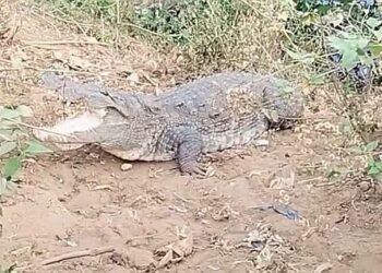 Dandeli A crocodile has come ashore!