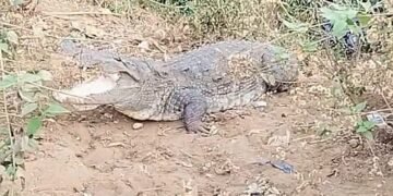 Dandeli A crocodile has come ashore!