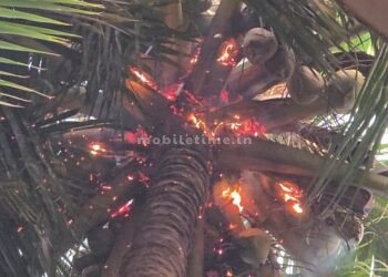 Fire ignited by a bolt of lightning A charred fig tree!