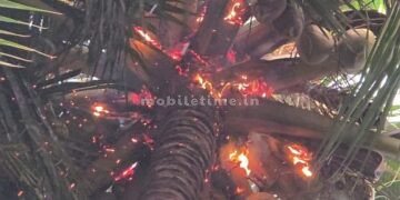 Fire ignited by a bolt of lightning A charred fig tree!