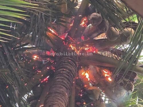 Fire ignited by a bolt of lightning A charred fig tree!