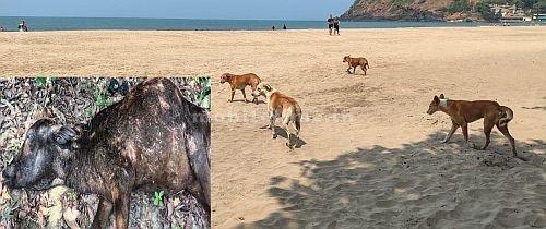 Stray dogs' taunts Puthani cow is in trouble!