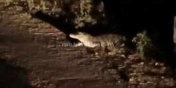 The crocodile left the lake and came to the road!