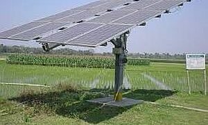 The safflower project is not a sky-high safflower!