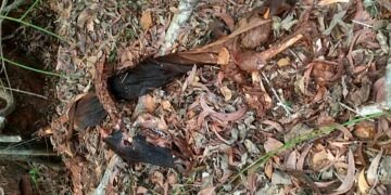 The wicked ones who killed the cow and stole the meat!