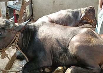 ಕೋಣ ಕಡಿಯಲು ಹೋದವರು ಪೊಲೀಸರಿಗೆ ಶರಣು!