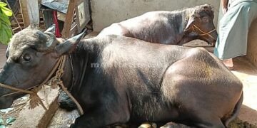 ಕೋಣ ಕಡಿಯಲು ಹೋದವರು ಪೊಲೀಸರಿಗೆ ಶರಣು!