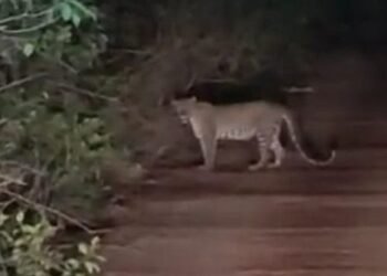 A leopard that won't give up!