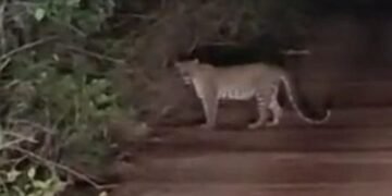 A leopard that won't give up!