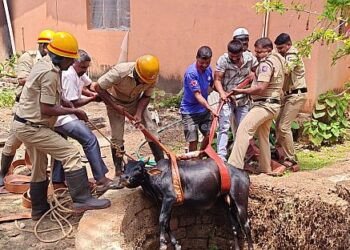 Baggona Saving a cow that fell into a well