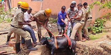 Baggona Saving a cow that fell into a well