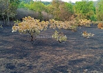 Eight acres of hill scorched by the scorching sun!