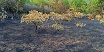 Eight acres of hill scorched by the scorching sun!