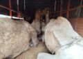 Jail for camel smugglers!
