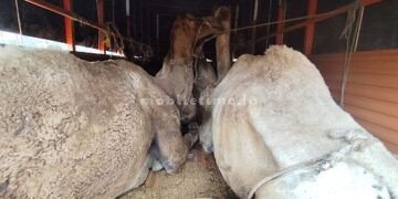Jail for camel smugglers!