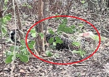 The leopard was trapped by a snake!