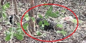 The leopard was trapped by a snake!