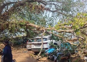 Tree falls on car!