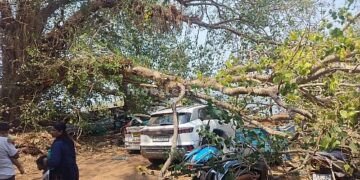 Tree falls on car!