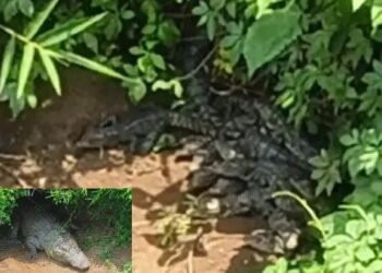 40 babies born A crocodile's maternal love!