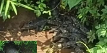 40 babies born A crocodile's maternal love!