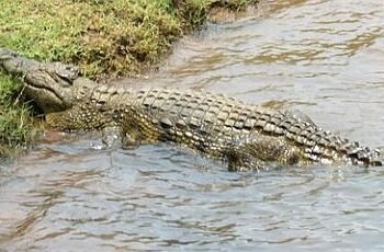 A crocodile swallowed a man!