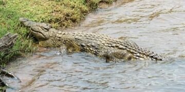 A crocodile swallowed a man!