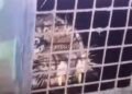 A leopard caught in a trap!