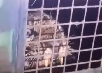 A leopard caught in a trap!