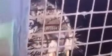 A leopard caught in a trap!
