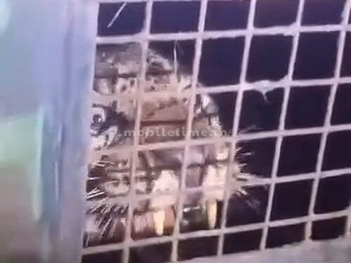 A leopard caught in a trap!