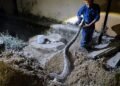 A reptile expert escaped from the snake's mouth!