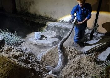A reptile expert escaped from the snake's mouth!