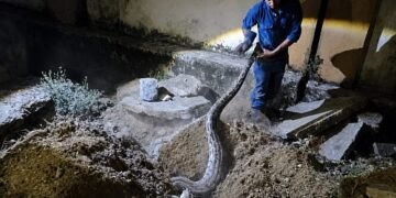 A reptile expert escaped from the snake's mouth!
