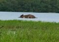 A wild elephant died after drinking water!