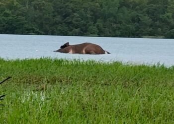 A wild elephant died after drinking water!