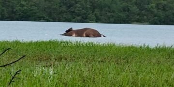 A wild elephant died after drinking water!