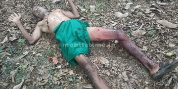 Bear attack Trouble for livestock farmer!