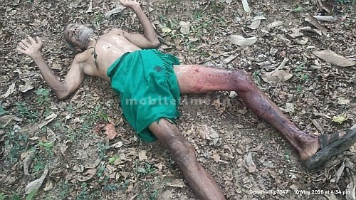 Bear attack Trouble for livestock farmer!
