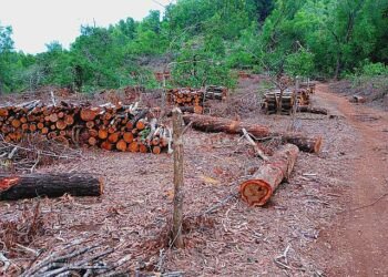 Crores of rupees fell into a pit Most of the plants planted died!